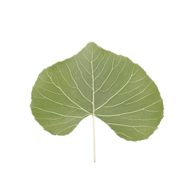 16_tartarelena.png