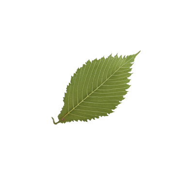6_bloto.png