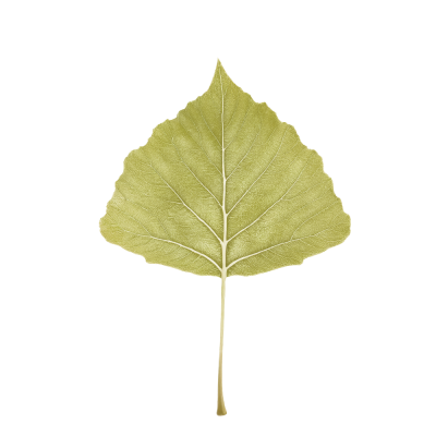 29-evematin.png