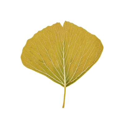 41-juliarocosa.png