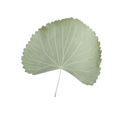 10_lechugazafiro.png