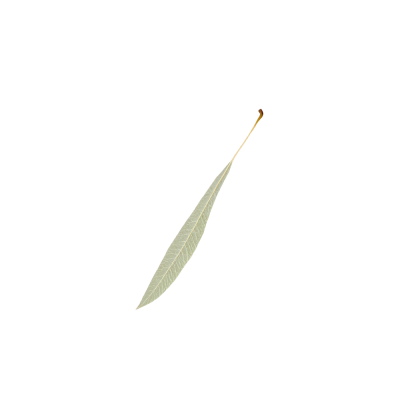 31-losinformalls.png