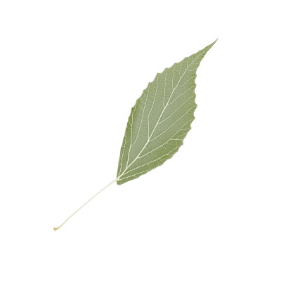 45-maxmila.png
