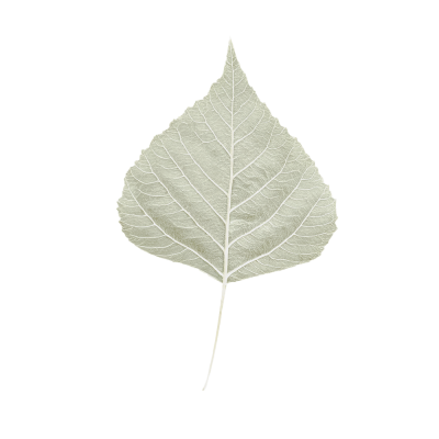 36-melyssalim.png