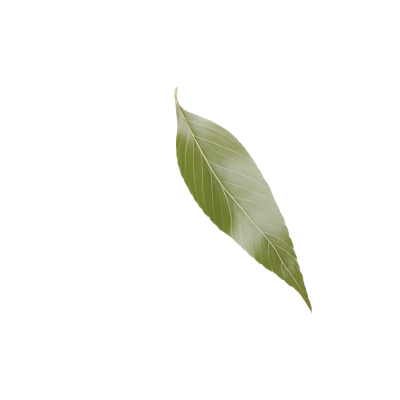 18_nuriac-daftkant.png