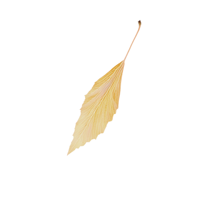 32-ritapayes.png