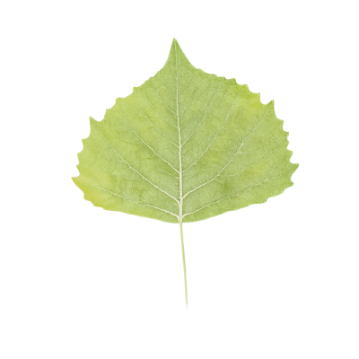 48-virinico.png