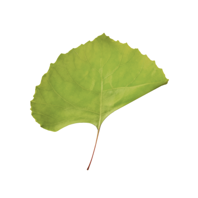 11_wesphere.png